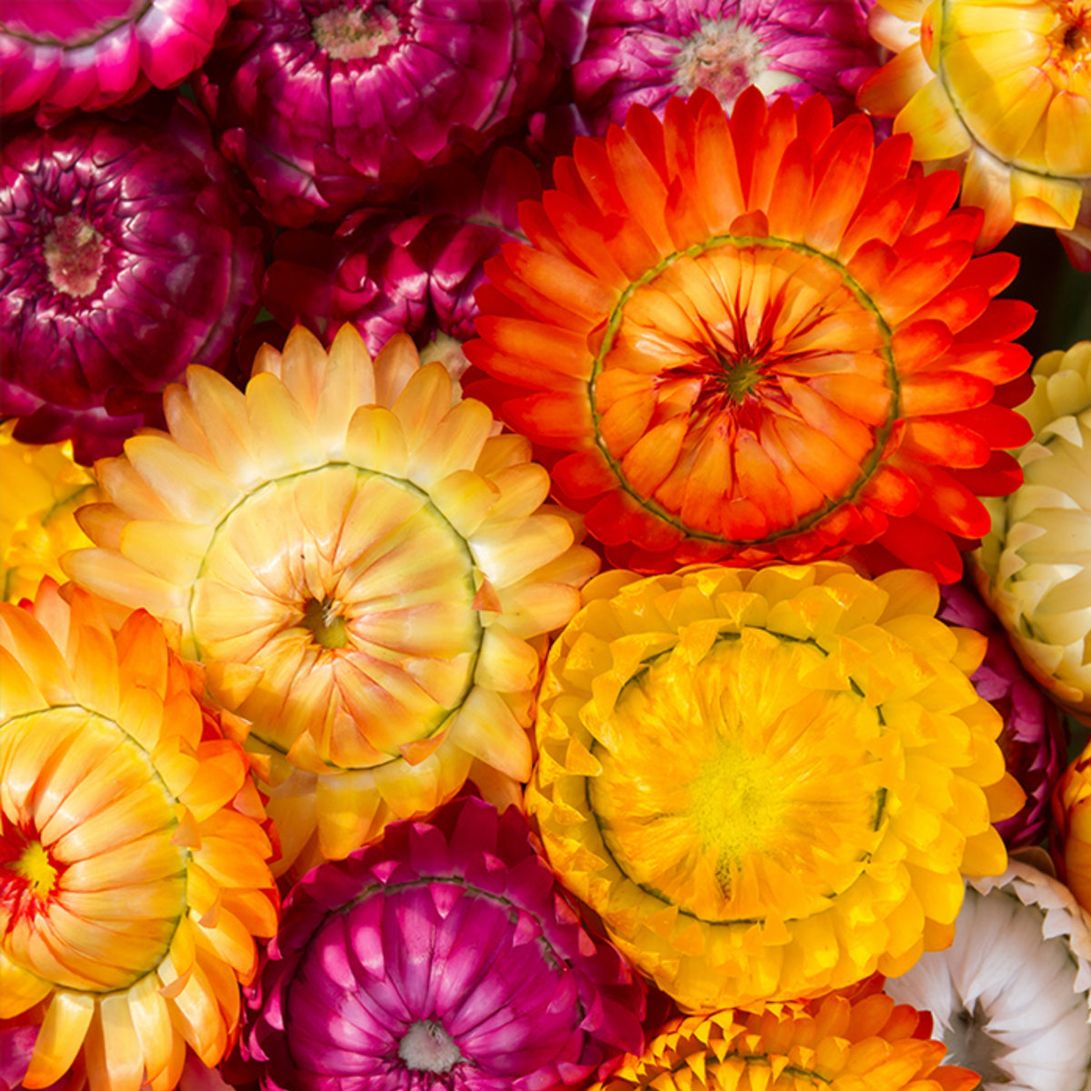 Swiss Giants Mix Strawflower Seeds - Xerochrysum, 100+ seeds
