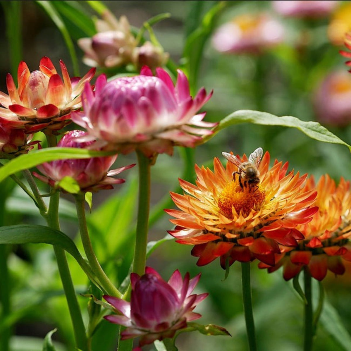 Swiss Giants Mix Strawflower Seeds - Xerochrysum, 100+ seeds