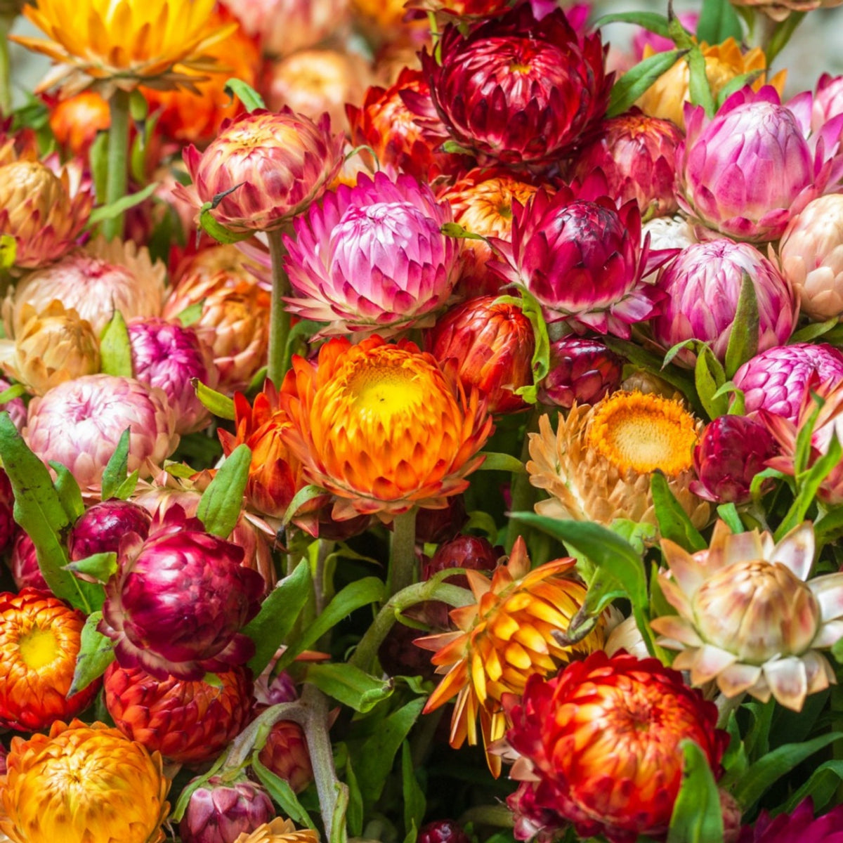 Swiss Giants Mix Strawflower Seeds - Xerochrysum, 100+ seeds