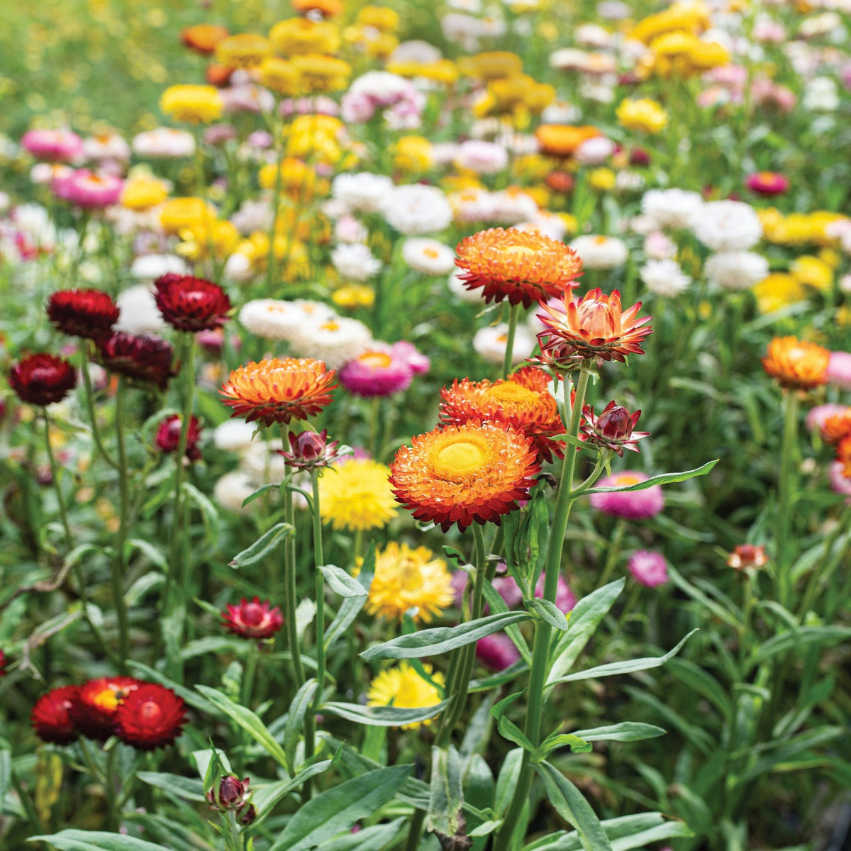 Swiss Giants Mix Strawflower Seeds - Xerochrysum, 100+ seeds