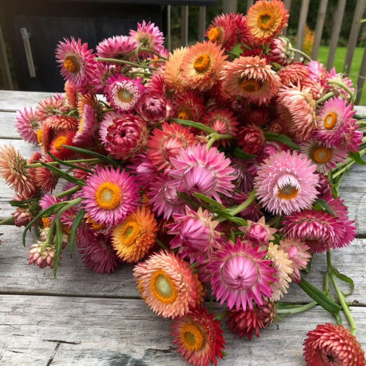 Swiss Giants Mix Strawflower Seeds - Xerochrysum, 100+ seeds