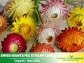 100+ Seeds| Swiss Giants Mix Strawflower Seeds - Xerochrysum - Everlasting Daisy - Colorful Paper Daisy - Drought Tolerant Annual Flower for Garden & Dried Bouquets - Dried Flower#K008