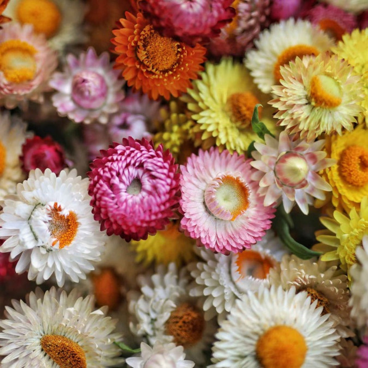 Swiss Giants Mix Strawflower Seeds - Xerochrysum, 100+ seeds