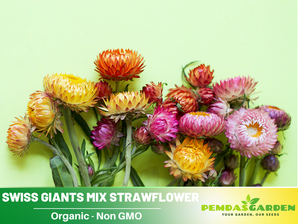 100+ Seeds| Swiss Giants Mix Strawflower Seeds #K008