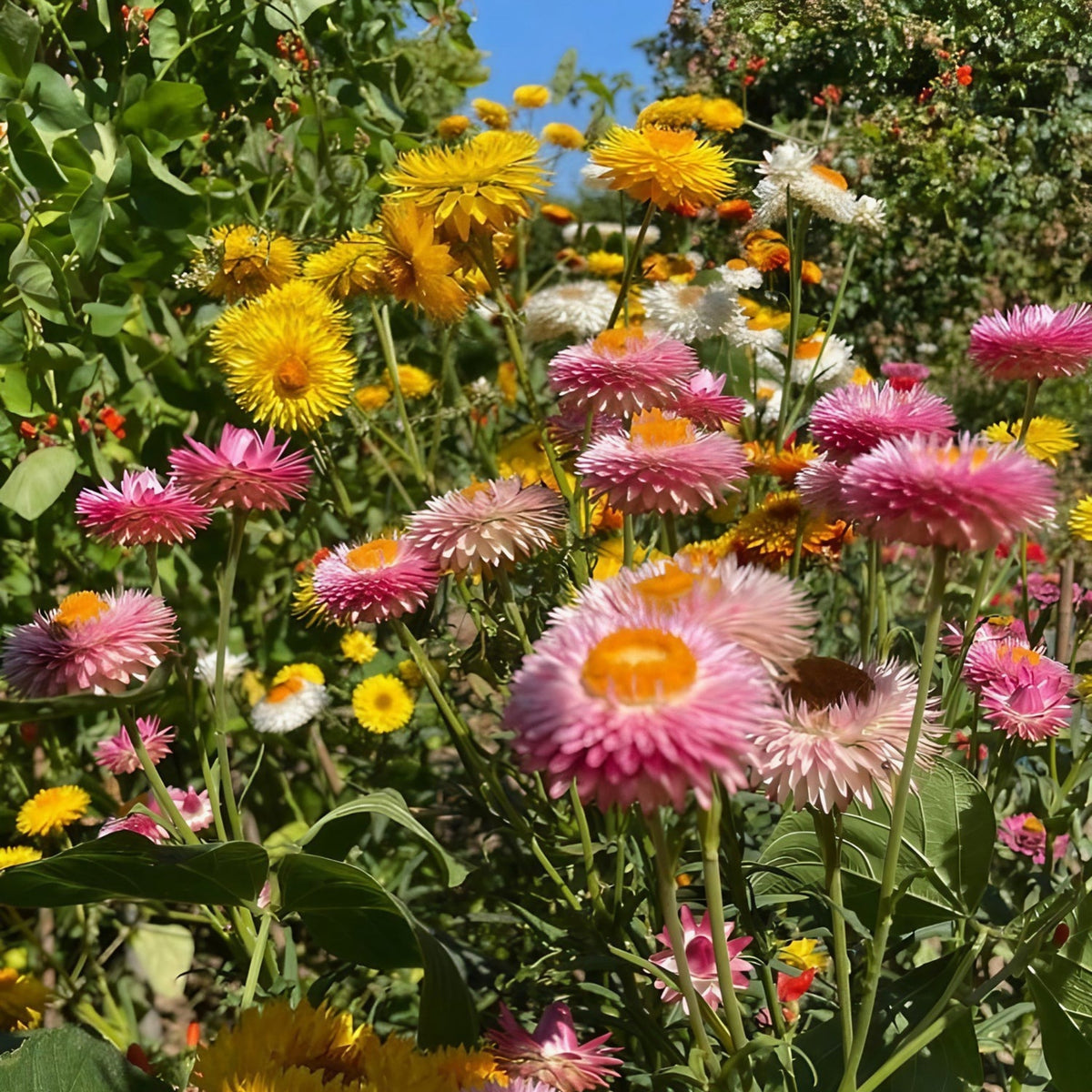Swiss Giants Mix Strawflower Seeds - Xerochrysum, 100+ seeds