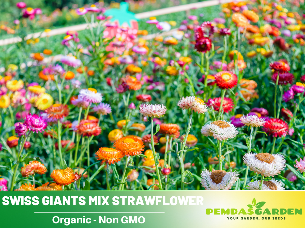 100+ Seeds| Swiss Giants Mix Strawflower Seeds #K008