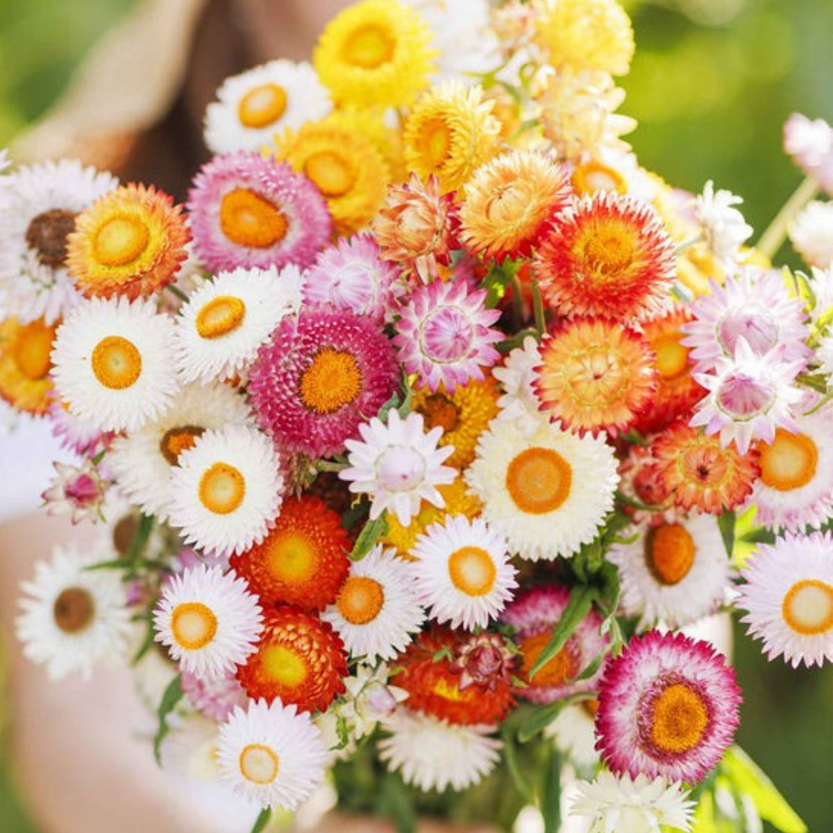 Swiss Giants Mix Strawflower Seeds - Xerochrysum, 100+ seeds