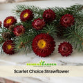 100+ Seeds| Scarlet Choice Double Strawflower Seeds - Xerochrysum - Everlasting Daisy - Colorful Paper Daisy - Drought Tolerant Annual Flower for Garden & Dried Bouquets - Dried Flower#K009