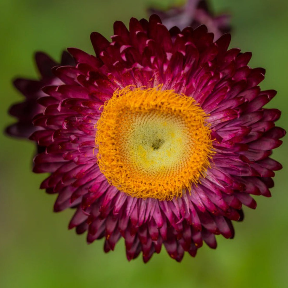 Scarlet Choice Double Strawflower Seeds - Xerochrysum, 100+ seeds
