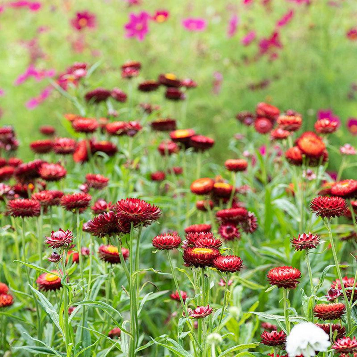 Scarlet Choice Double Strawflower Seeds - Xerochrysum, 100+ seeds