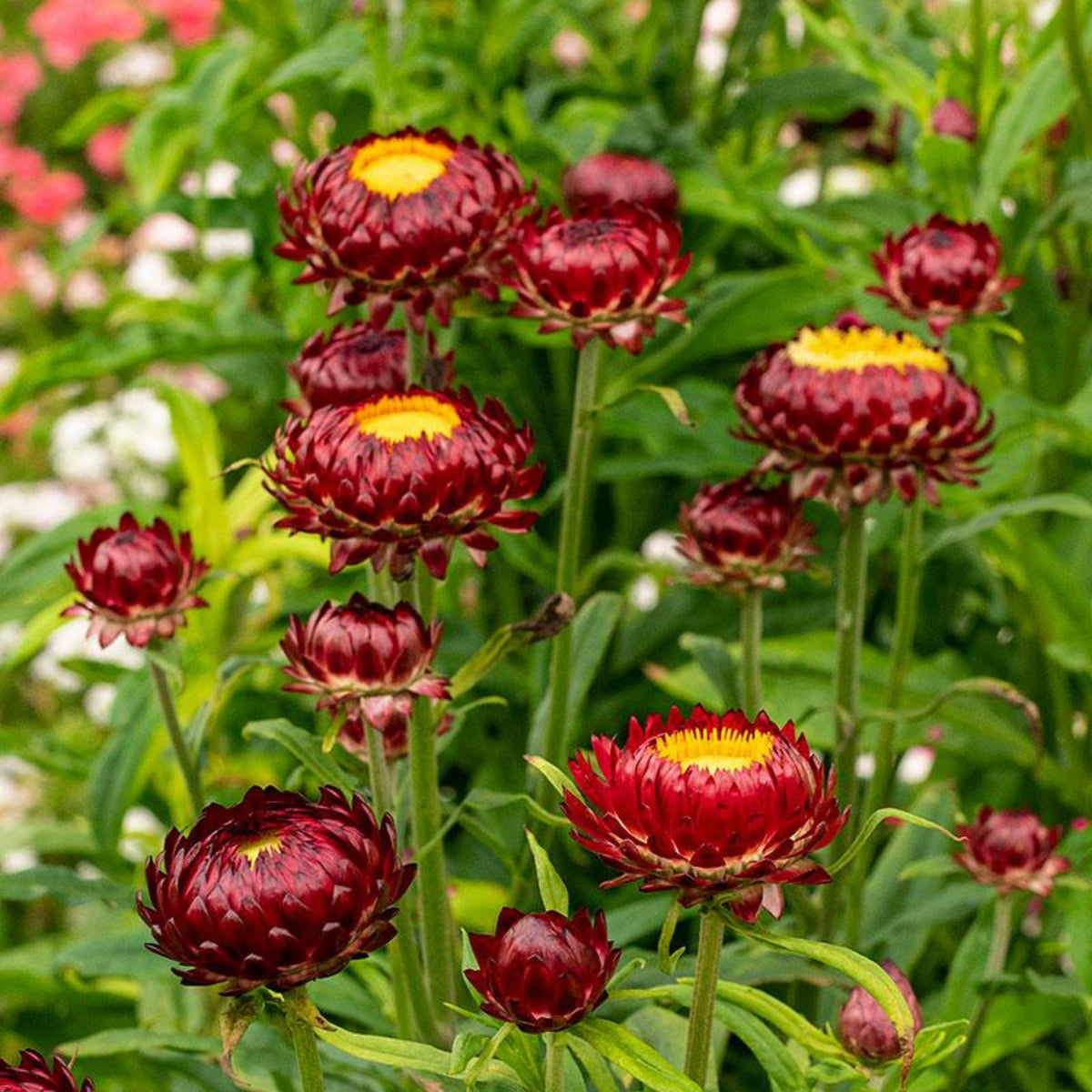 Scarlet Choice Double Strawflower Seeds - Xerochrysum, 100+ seeds