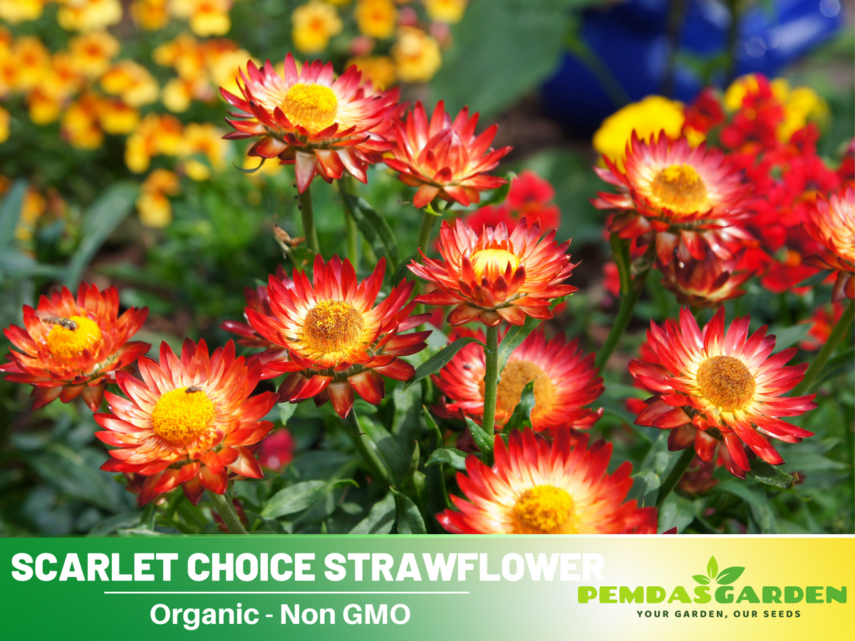 100+ Seeds| Scarlet Choice Double Strawflower Seeds #K009