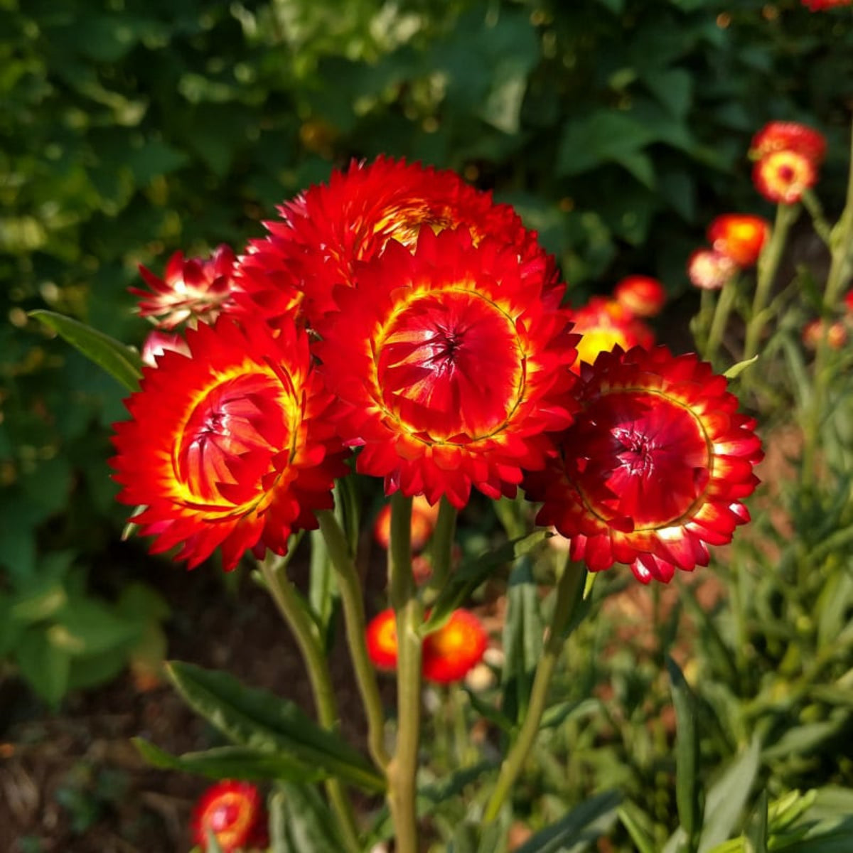 Scarlet Choice Double Strawflower Seeds - Xerochrysum, 100+ seeds