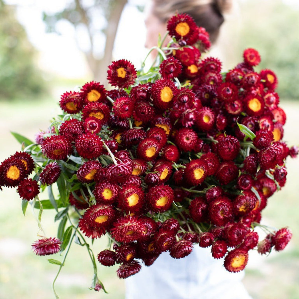 Scarlet Choice Double Strawflower Seeds - Xerochrysum, 100+ seeds