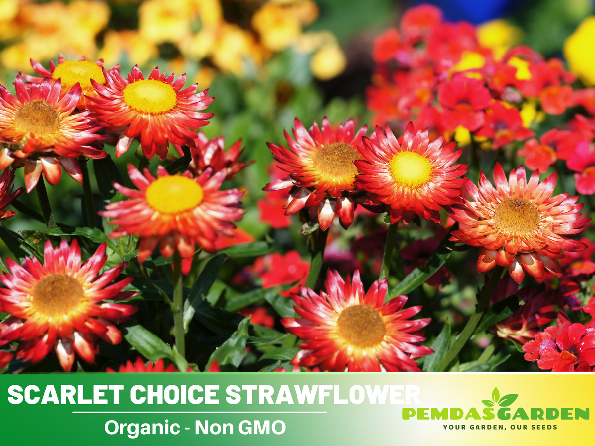 100+ Seeds| Scarlet Choice Double Strawflower Seeds #K009