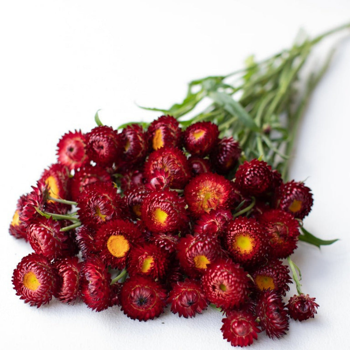 Scarlet Choice Double Strawflower Seeds - Xerochrysum, 100+ seeds
