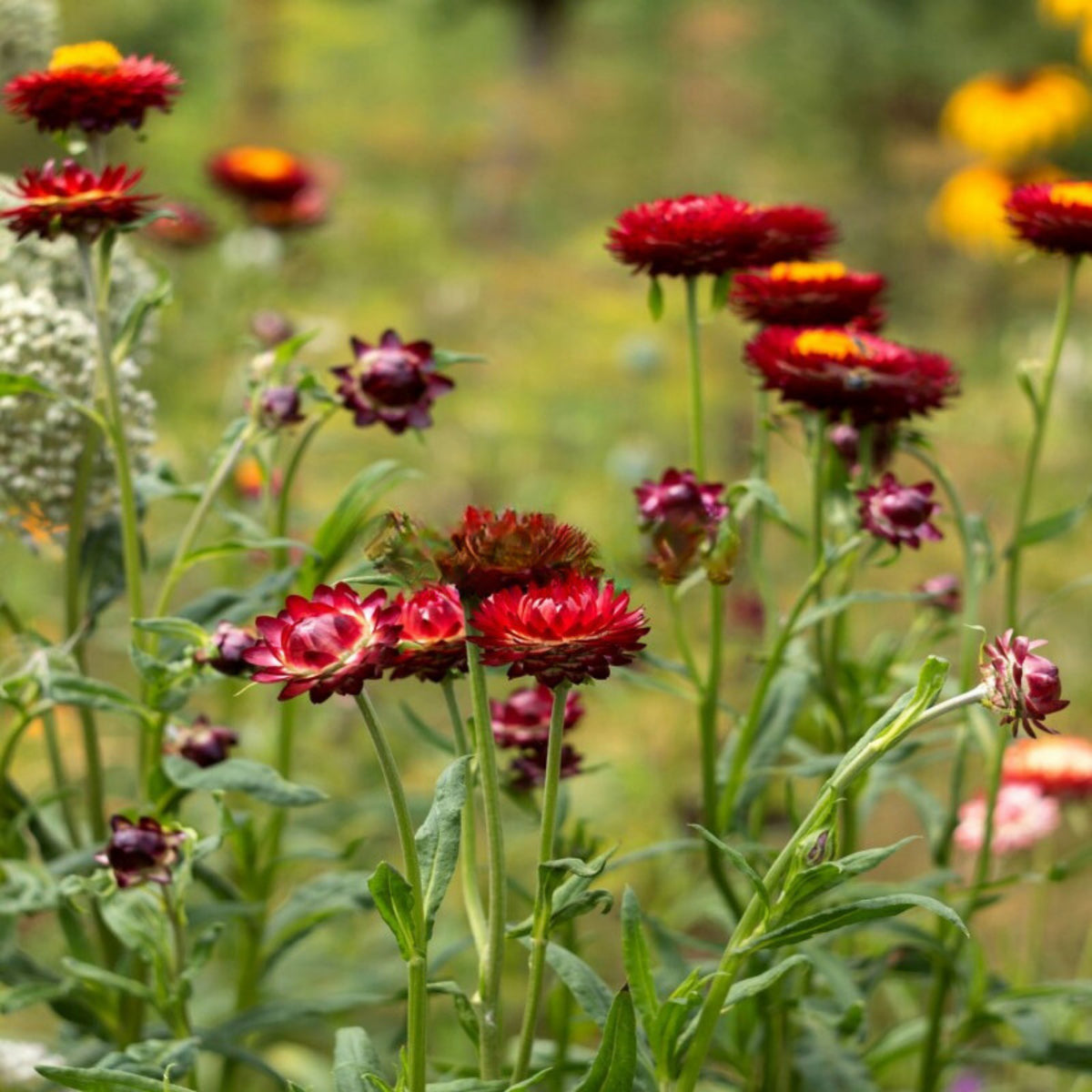 Scarlet Choice Double Strawflower Seeds - Xerochrysum, 100+ seeds
