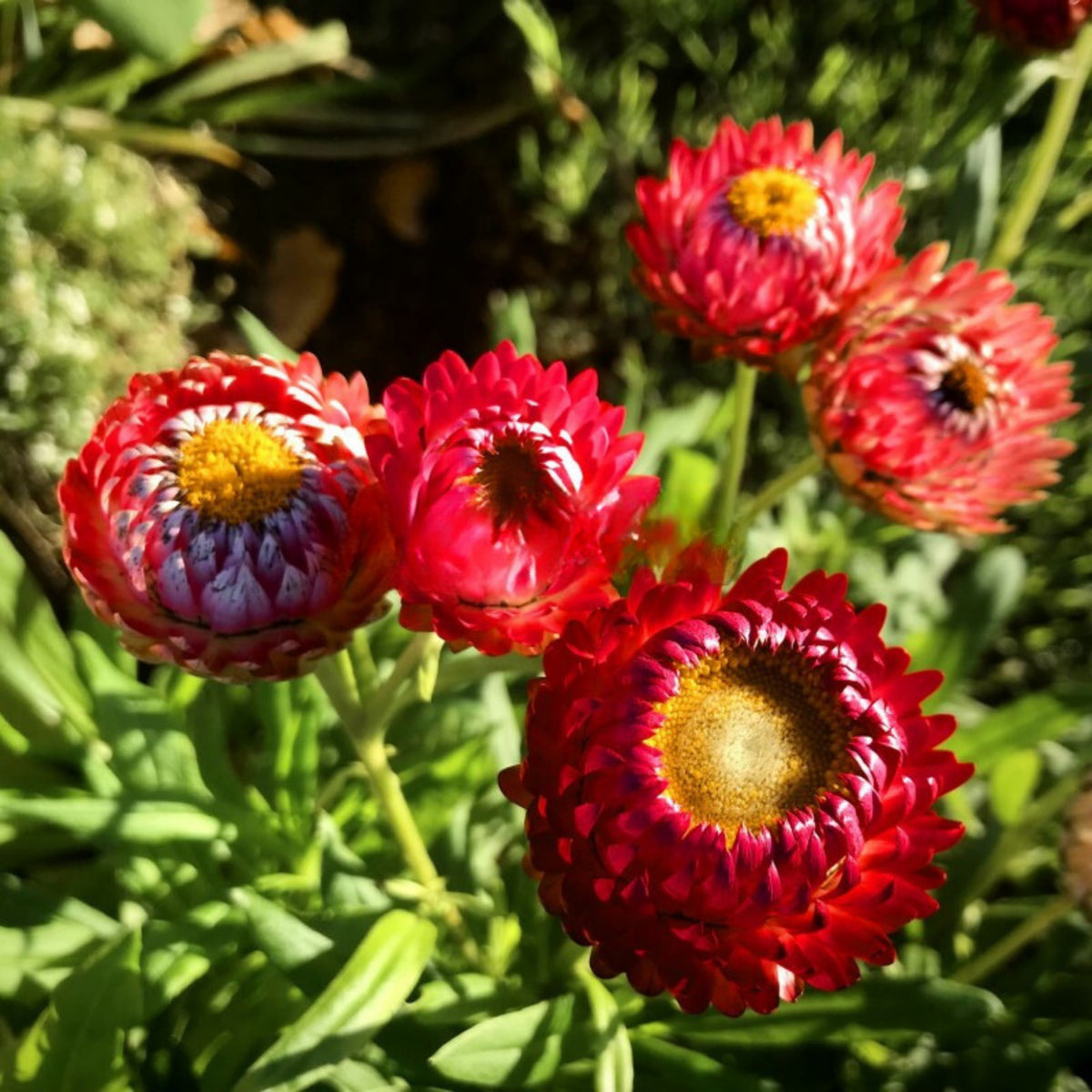 Scarlet Choice Double Strawflower Seeds - Xerochrysum, 100+ seeds