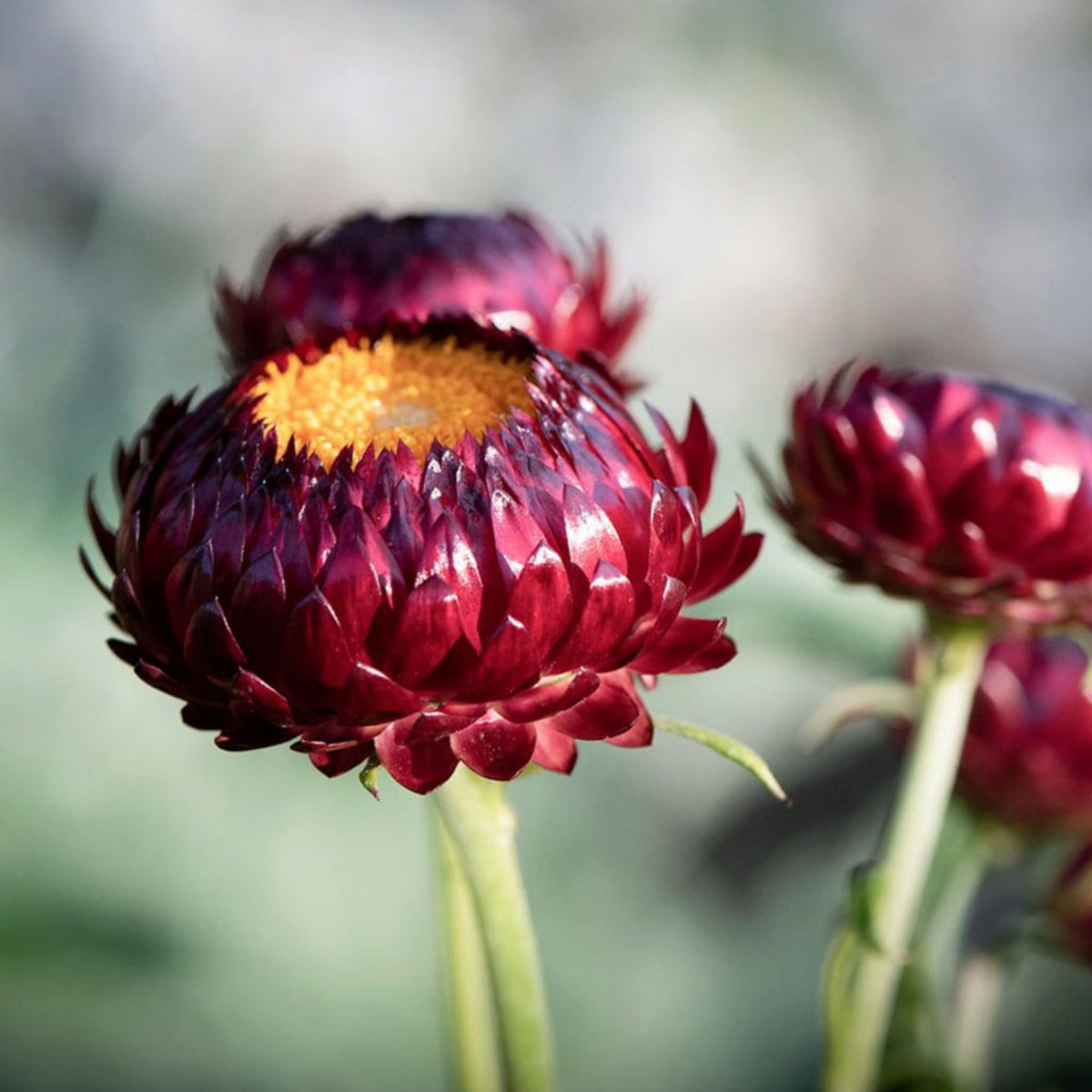 Scarlet Choice Double Strawflower Seeds - Xerochrysum, 100+ seeds