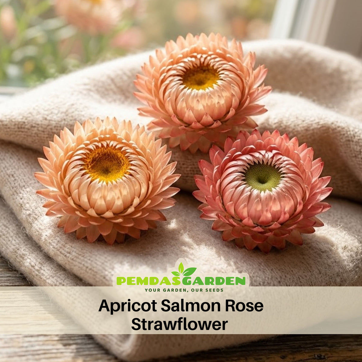 Apricot Salmon Rose Strawflower Seeds - Xerochrysum, 100+ seeds