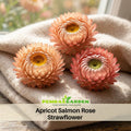 100+ Seeds| Apricot Salmon Rose Strawflower Seeds - Xerochrysum - Everlasting Daisy - Colorful Paper Daisy - Drought Tolerant Annual Flower for Garden & Dried Bouquets - Dried Flower #k010