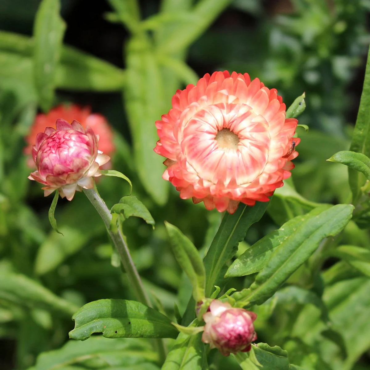 Apricot Salmon Rose Strawflower Seeds - Xerochrysum, 100+ seeds