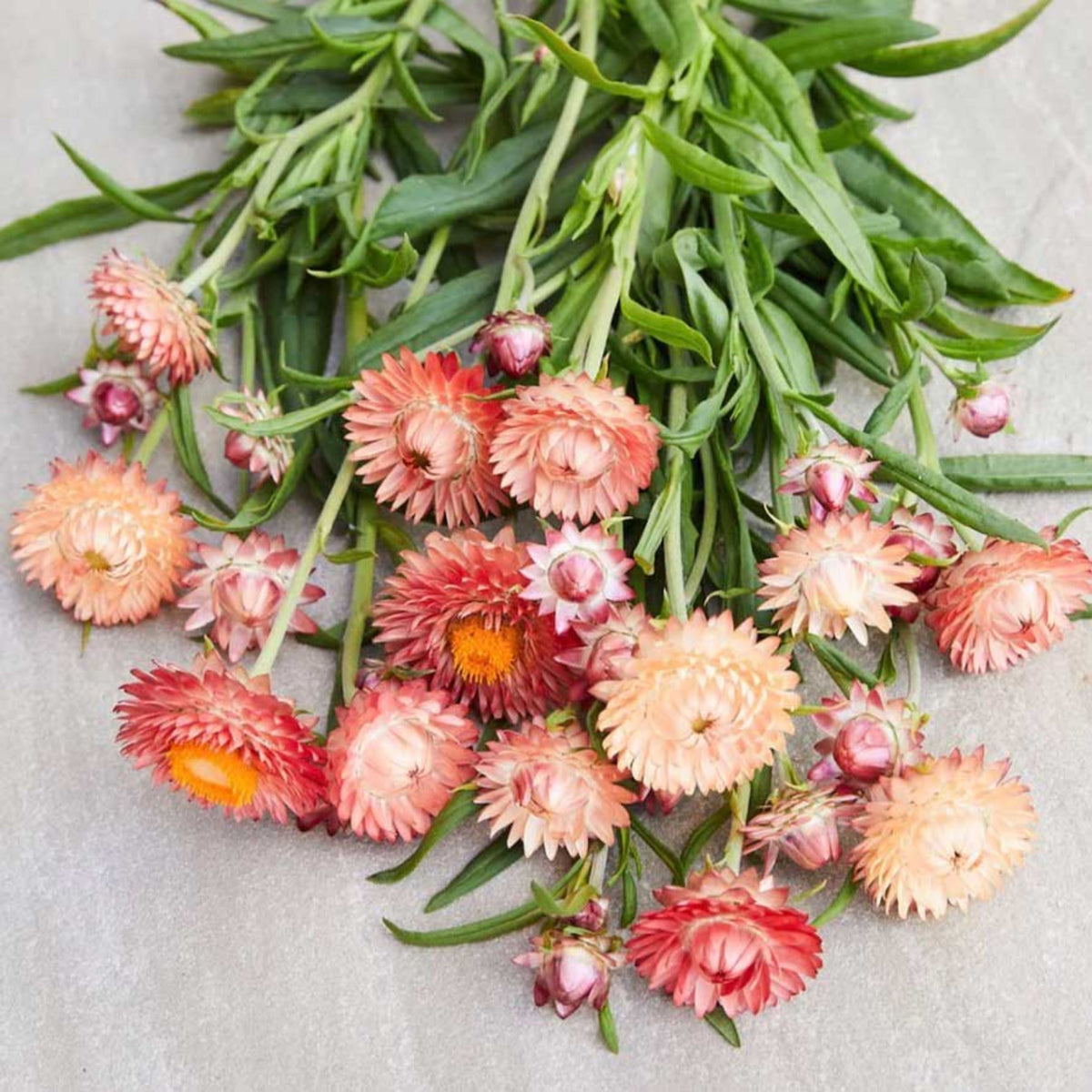 Apricot Salmon Rose Strawflower Seeds - Xerochrysum, 100+ seeds