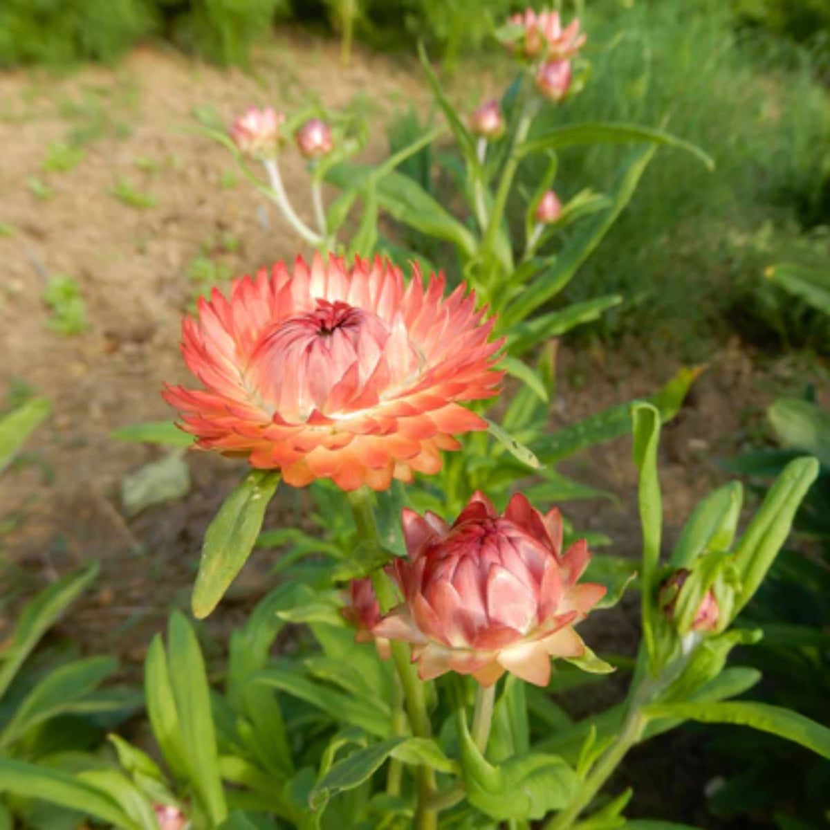 Apricot Salmon Rose Strawflower Seeds - Xerochrysum, 100+ seeds