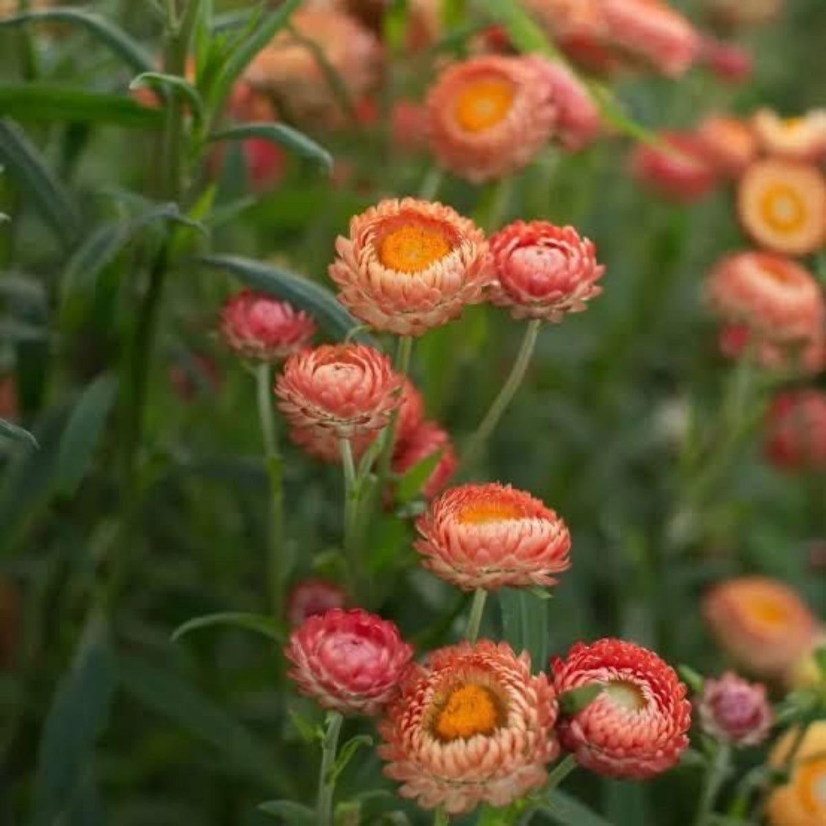 Apricot Salmon Rose Strawflower Seeds - Xerochrysum, 100+ seeds