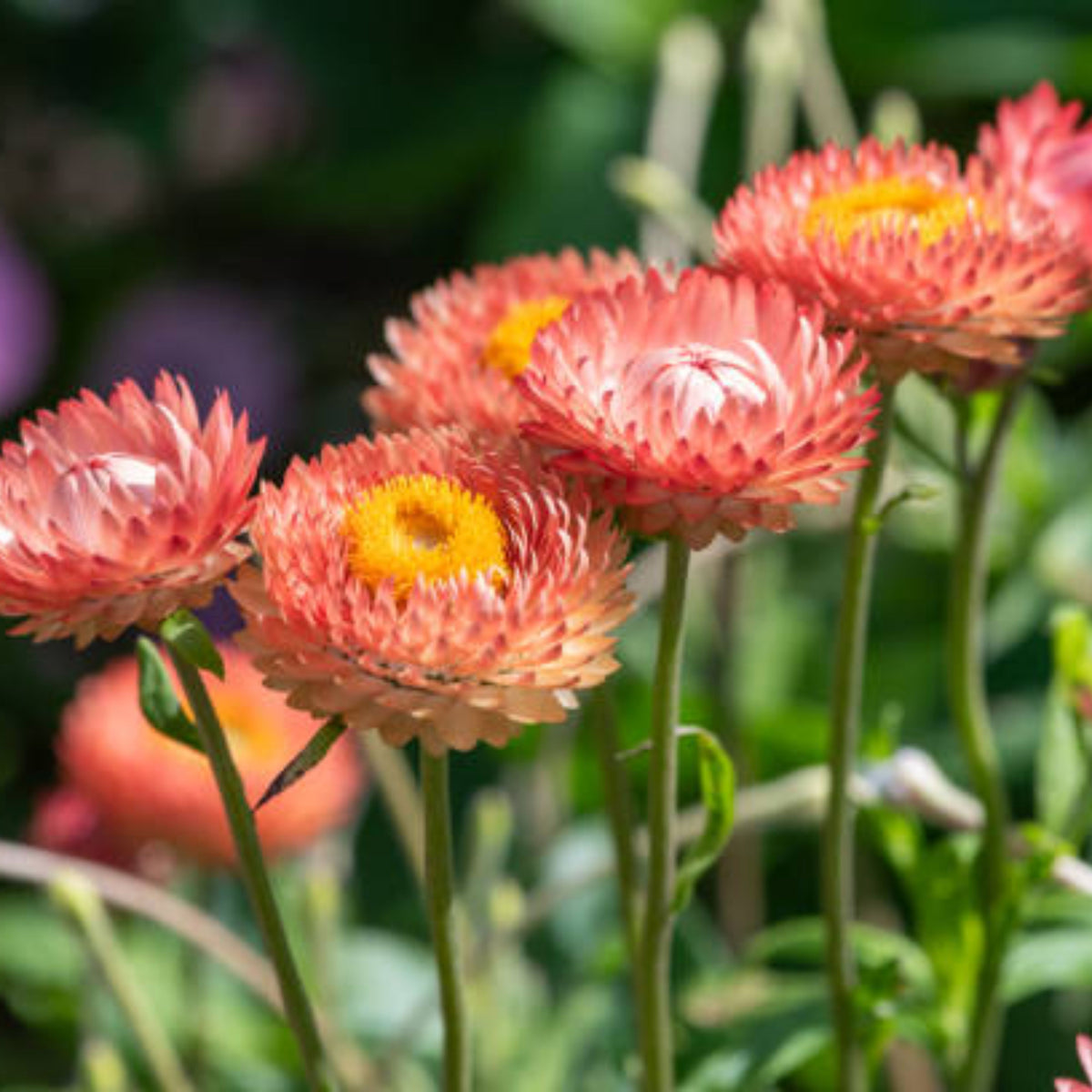 Apricot Salmon Rose Strawflower Seeds - Xerochrysum, 100+ seeds