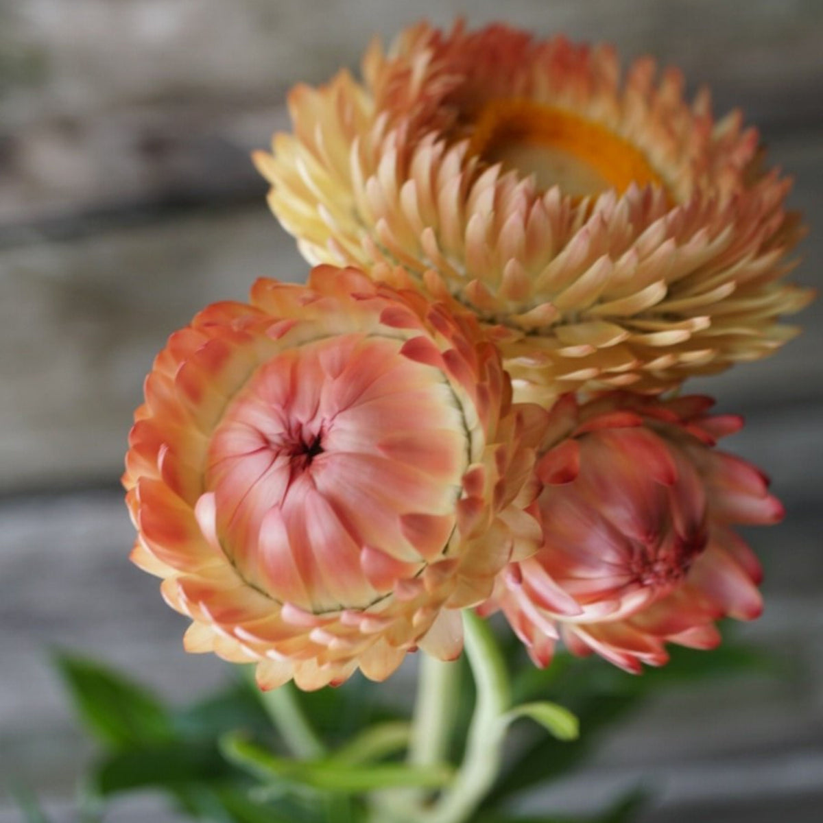 Apricot Salmon Rose Strawflower Seeds - Xerochrysum, 100+ seeds