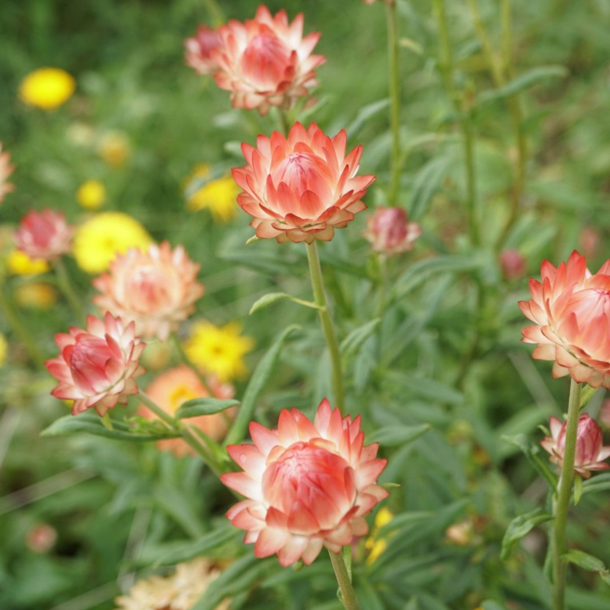 Apricot Salmon Rose Strawflower Seeds - Xerochrysum, 100+ seeds