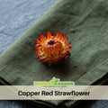100+ Seeds| Copper Red  Strawflower Seeds -Xerochrysum - Everlasting Daisy - Colorful Paper Daisy - Drought Tolerant Annual Flower for Garden & Dried Bouquets - Dried Flower #K011