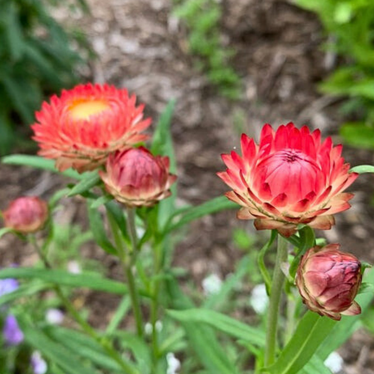 Copper Red Strawflower Seeds - Xerochrysum, 100+ seeds