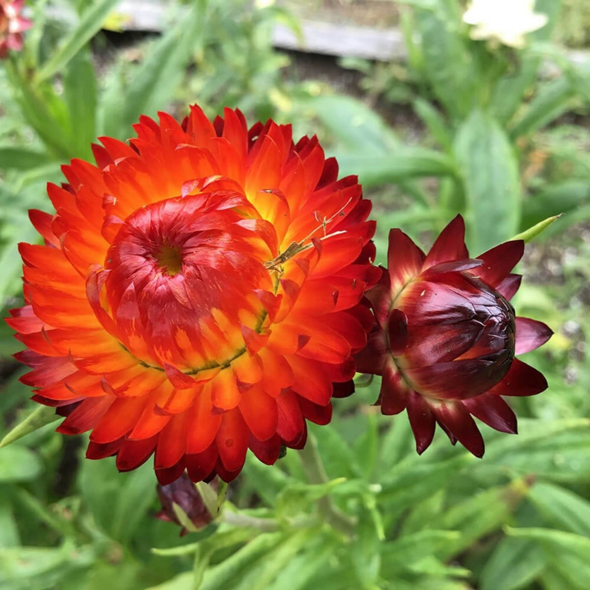 Copper Red Strawflower Seeds - Xerochrysum, 100+ seeds