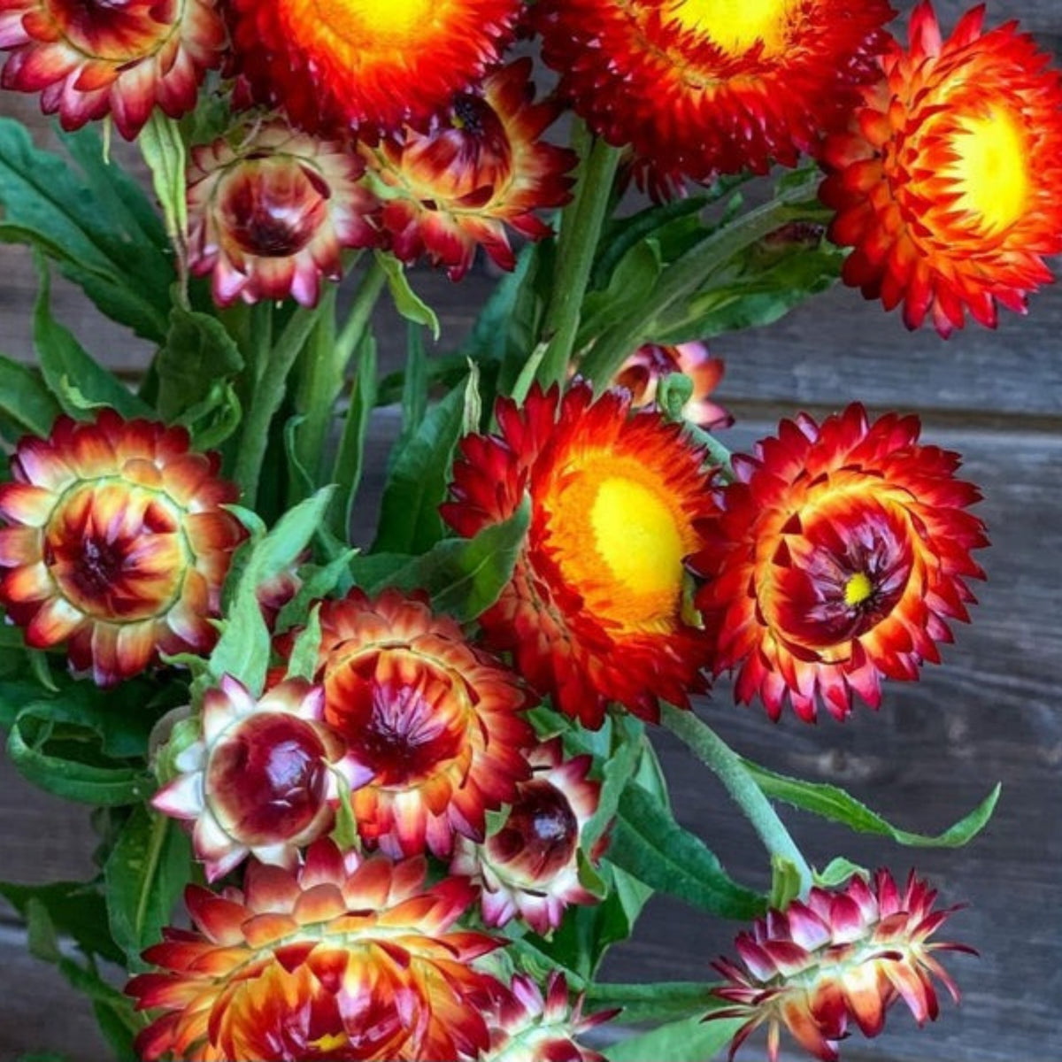 Copper Red Strawflower Seeds - Xerochrysum, 100+ seeds