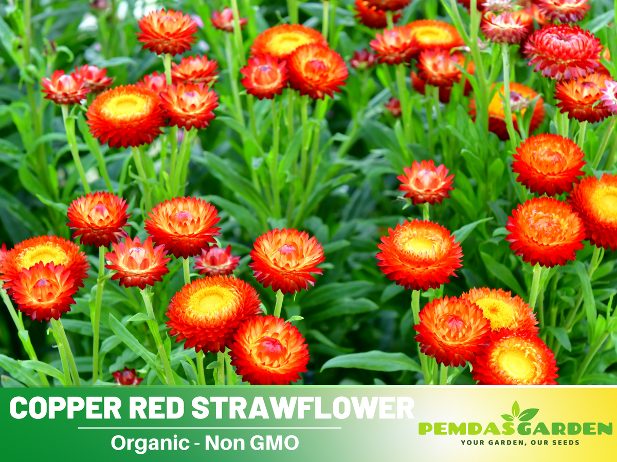 100+ Seeds| Copper Red  Strawflower Seeds #K011