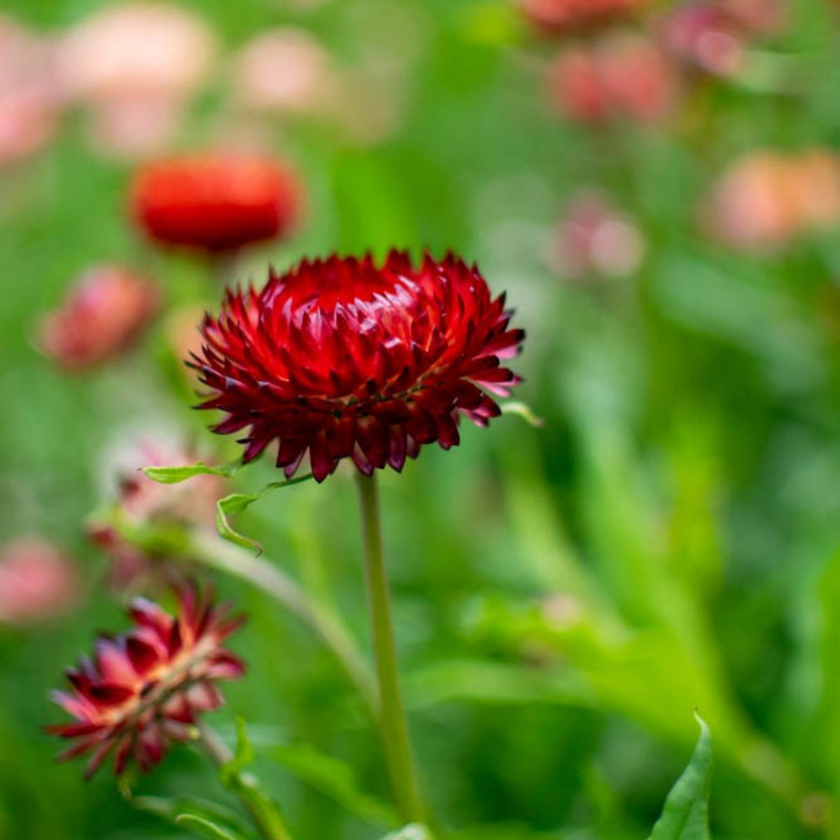 Copper Red Strawflower Seeds - Xerochrysum, 100+ seeds
