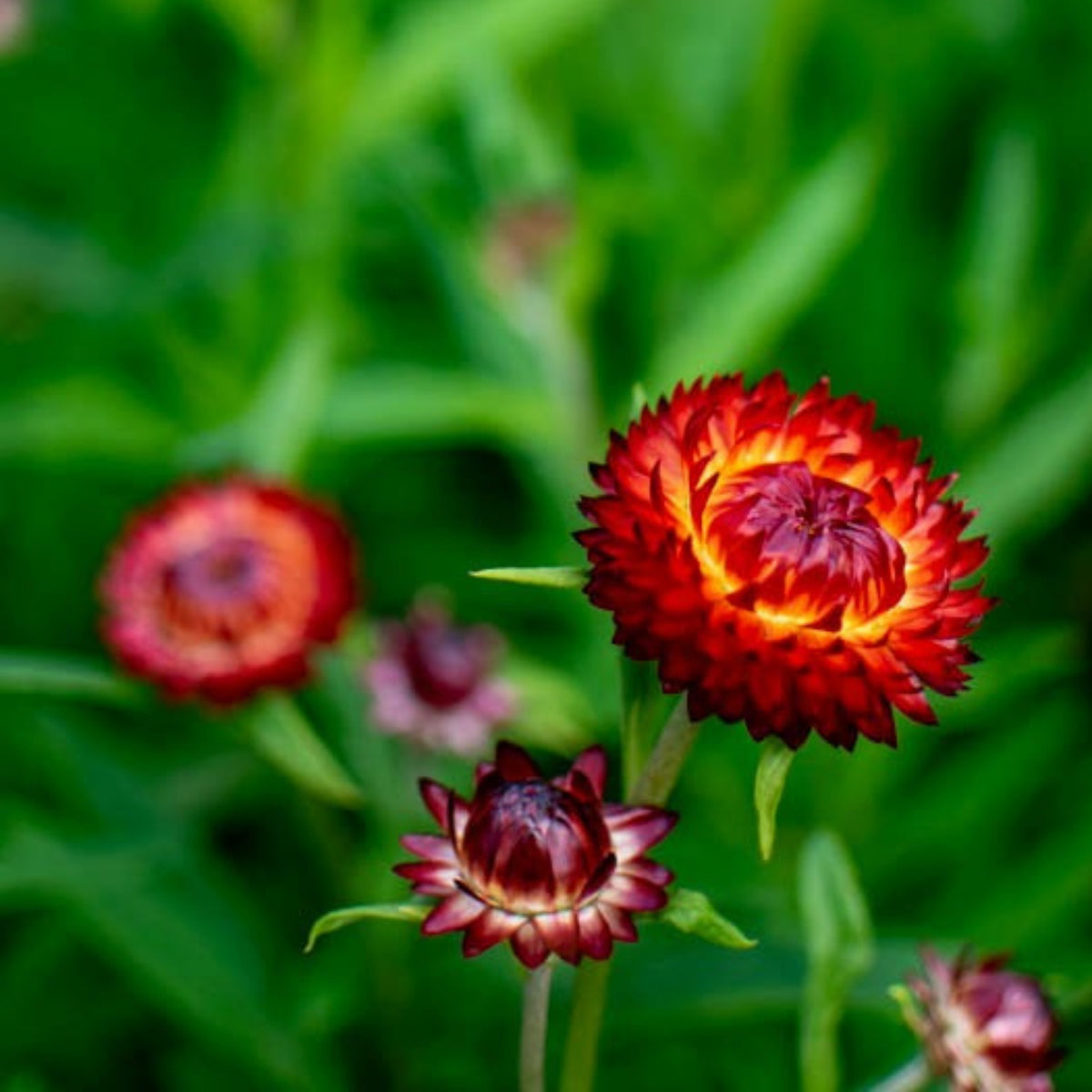 Copper Red Strawflower Seeds - Xerochrysum, 100+ seeds