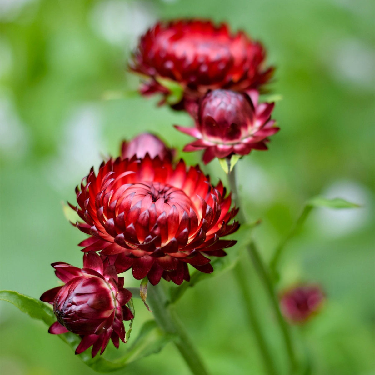 Copper Red Strawflower Seeds - Xerochrysum, 100+ seeds