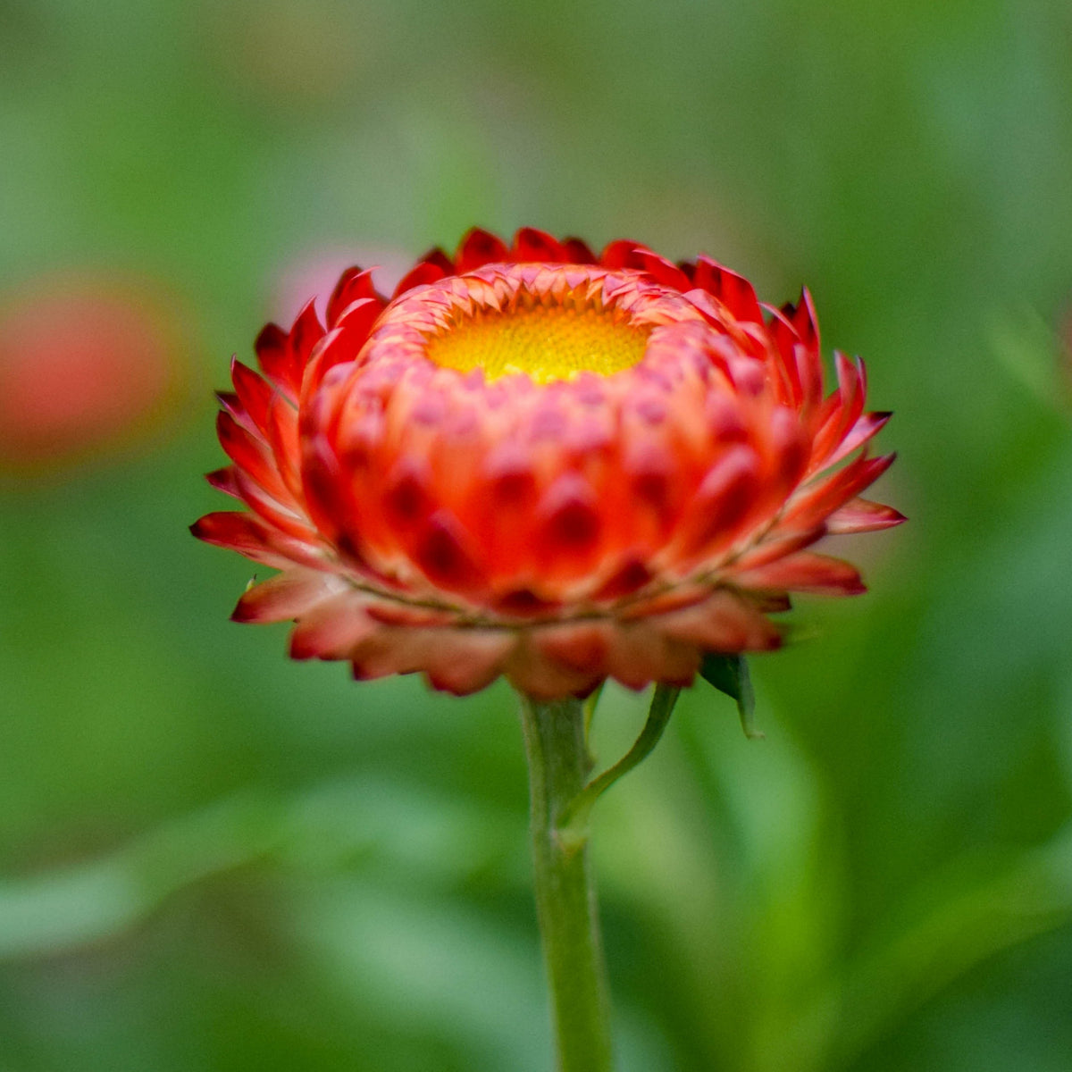 Copper Red Strawflower Seeds - Xerochrysum, 100+ seeds