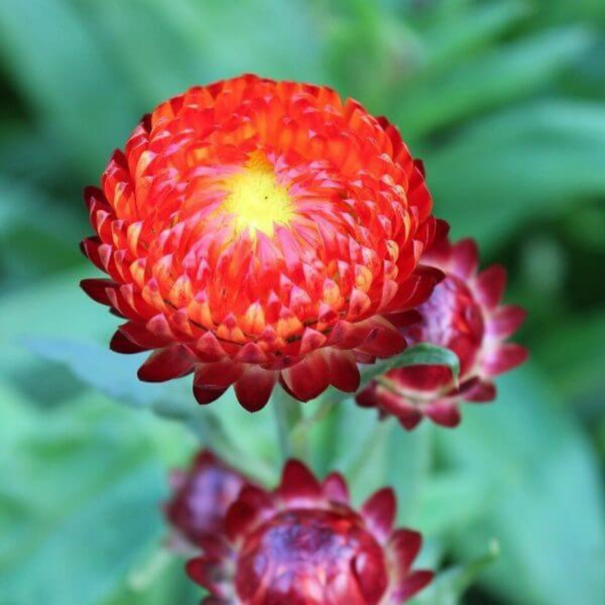 Copper Red Strawflower Seeds - Xerochrysum, 100+ seeds