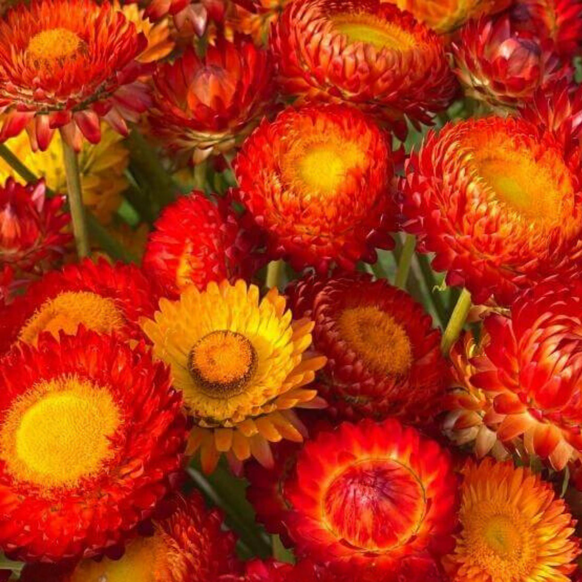 Copper Red Strawflower Seeds - Xerochrysum, 100+ seeds