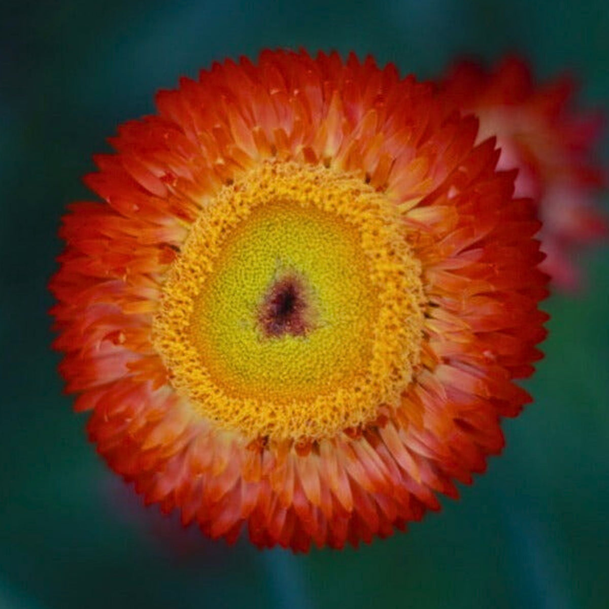 Copper Red Strawflower Seeds - Xerochrysum, 100+ seeds