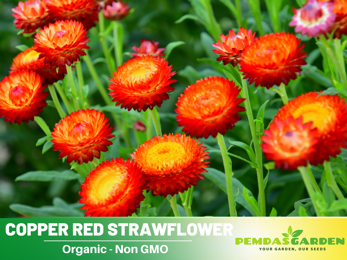 100+ Seeds| Copper Red  Strawflower Seeds #K011
