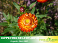 100+ Seeds| Copper Red  Strawflower Seeds -Xerochrysum - Everlasting Daisy - Colorful Paper Daisy - Drought Tolerant Annual Flower for Garden & Dried Bouquets - Dried Flower #K011