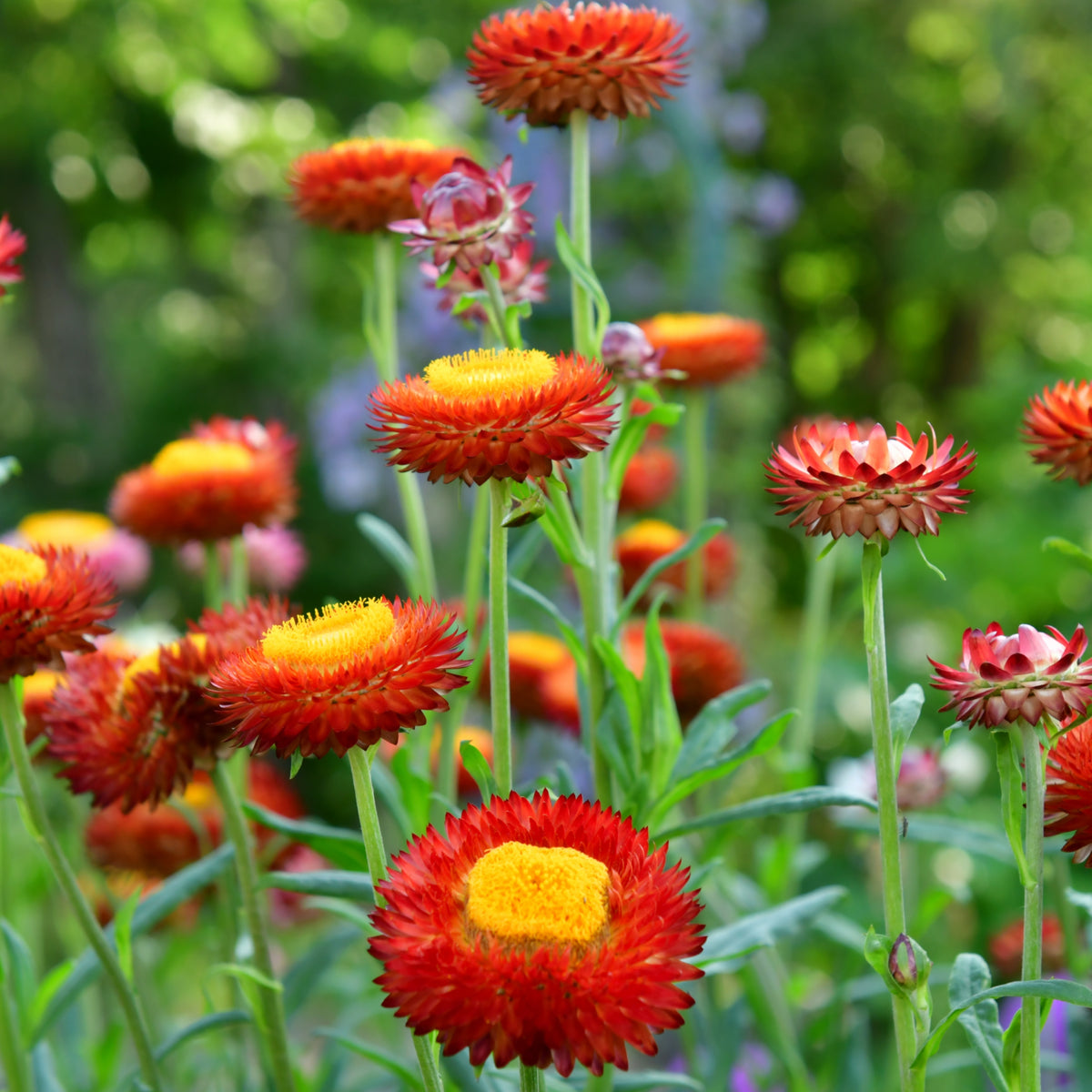 Copper Red Strawflower Seeds - Xerochrysum, 100+ seeds