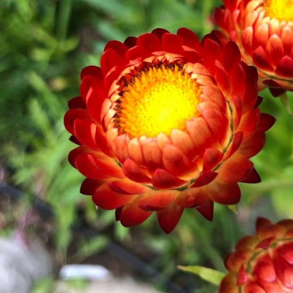 Copper Red Strawflower Seeds - Xerochrysum, 100+ seeds