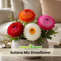 100+ Seeds| Sultane Strawflower Mix Seeds - Xerochrysum - Everlasting Daisy - Colorful Paper Daisy - Drought Tolerant Annual Flower for Garden & Dried Bouquets - Dried Flower#K012