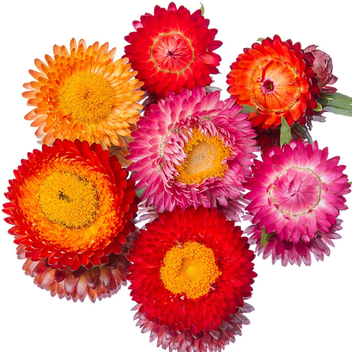 Sultane Strawflower Mix Seeds - Xerochrysum, 100+ seeds